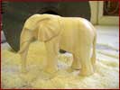 Elefant