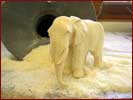 Elefant