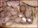 Rohe Tagua-N�sse