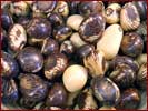 Tagua-N�sse poliert.