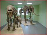 Mammut-Familie