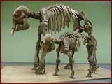 Mammut Kind und Baby