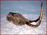 Mammut-Sch�del mit Sto�z�hnen im sibirischen Winter