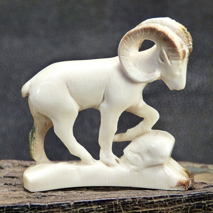 Widder mit toller Rindenfärbung