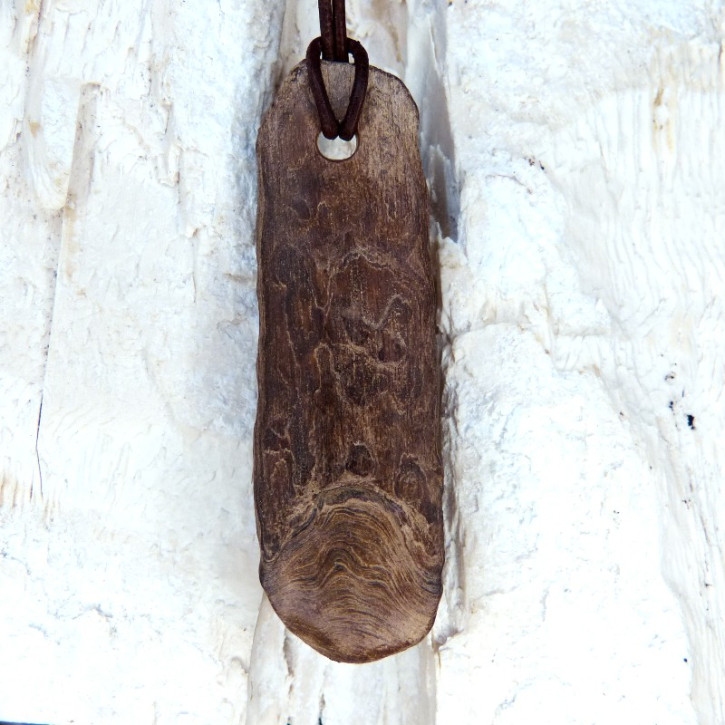 Naturstück eines fossilen Walrosszahns