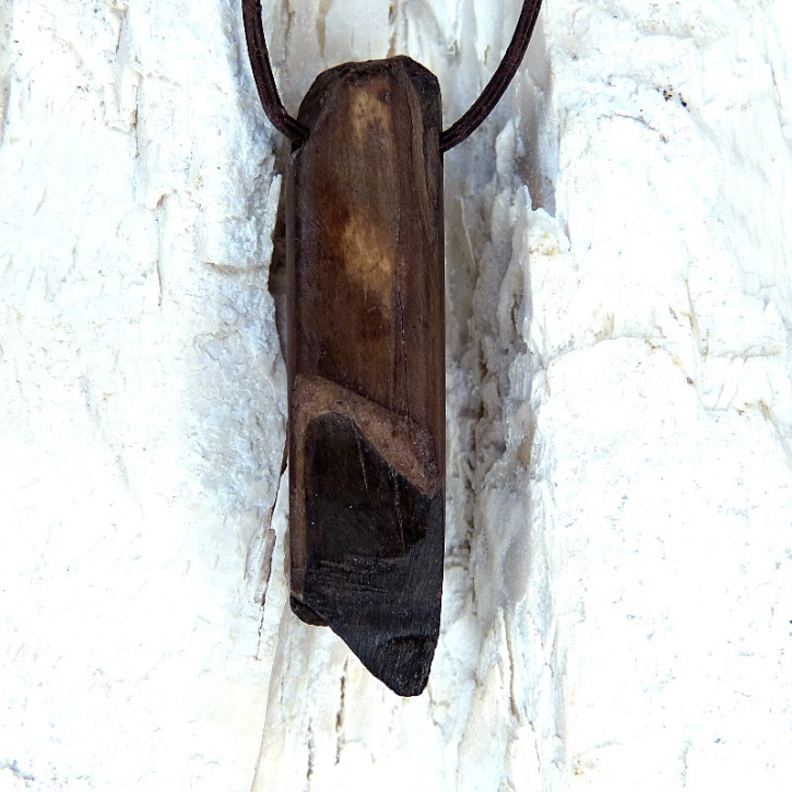 Fundstück eines fossilen Walrosszahns