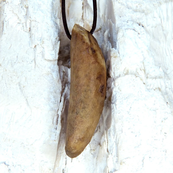 Fundstück eines fossilen Walzahns