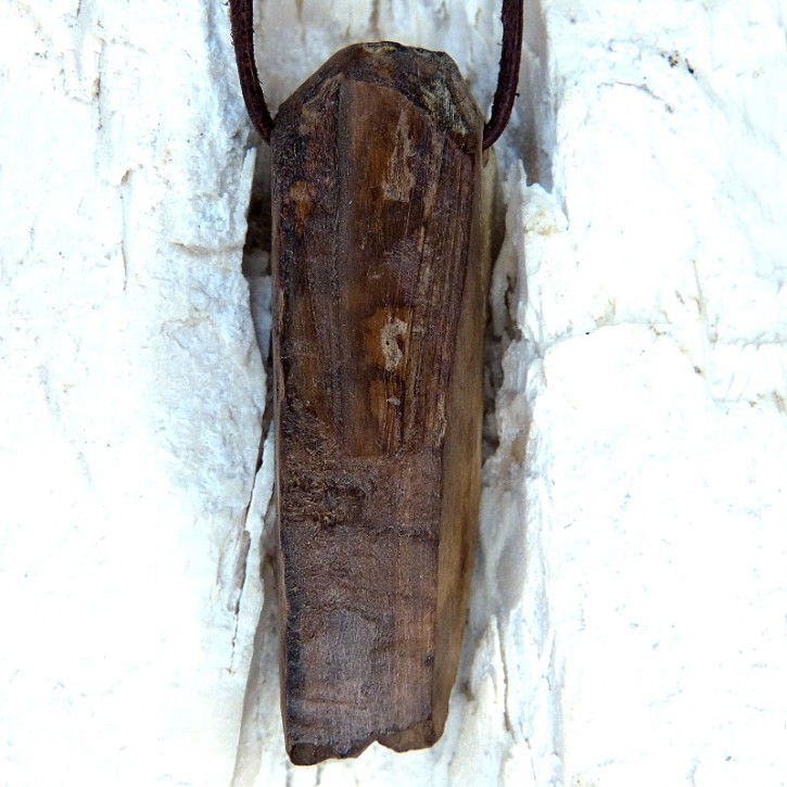 fossiles Walross mit Bearbeitungsspuren