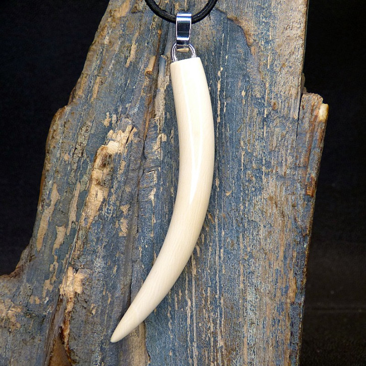 großer Zahnanänger XL