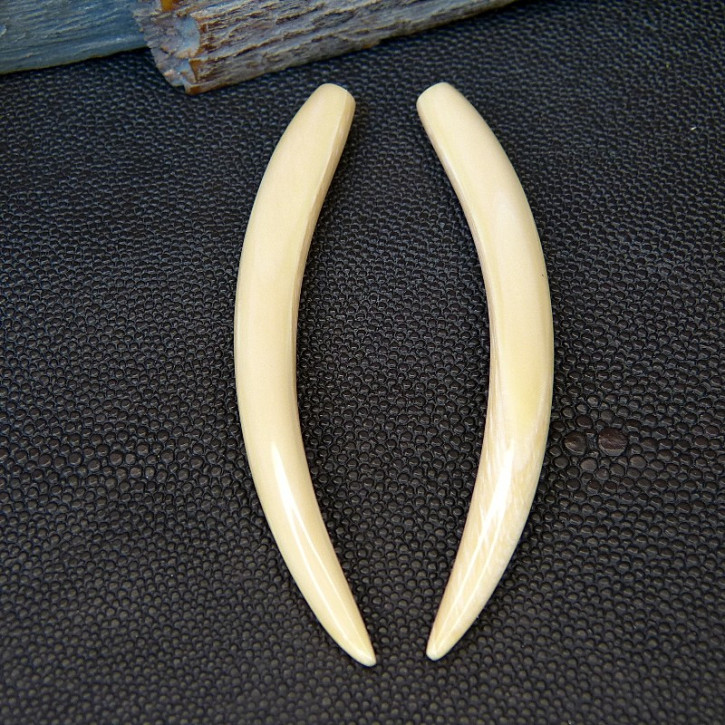 1 Paar Ersatzzähne aus Mammut ca. 85mm lang