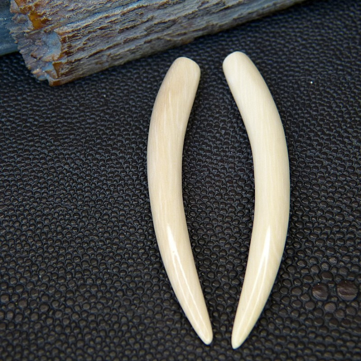 1 Paar Ersatzzähne aus Mammut ca. 60mm lang