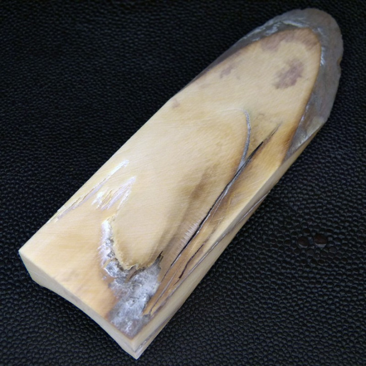 Mammut-Abschnitt ca. 120mm lang