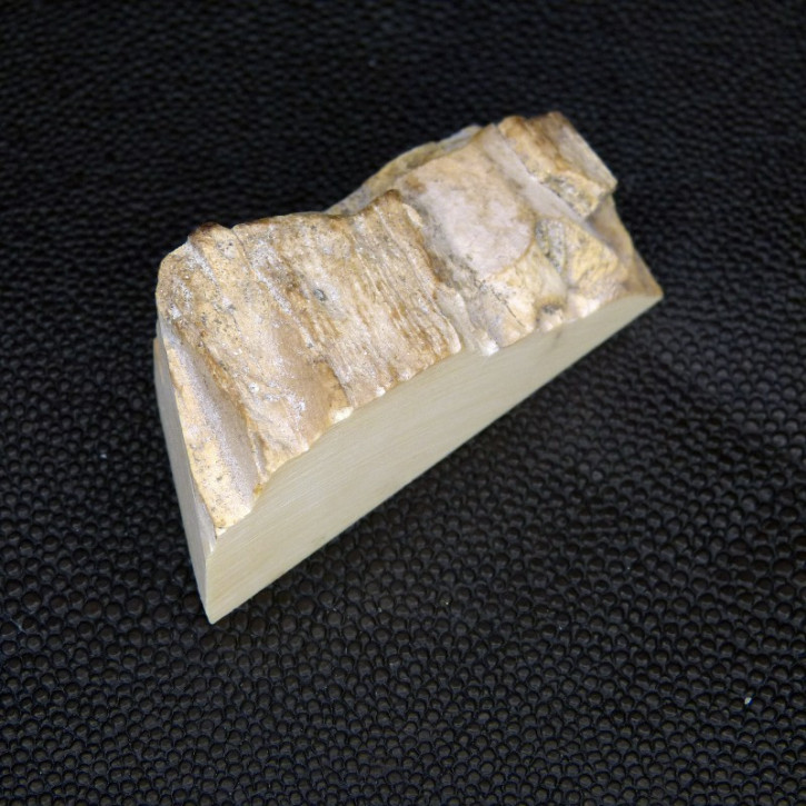 Mammut-Abschnitt ca. 20mm dick