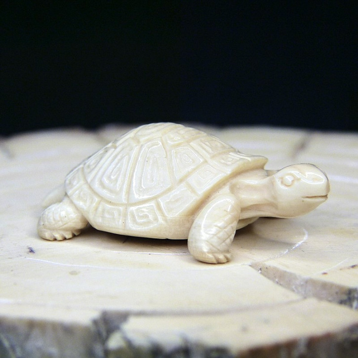 Schildkröte mit schönem Panzer