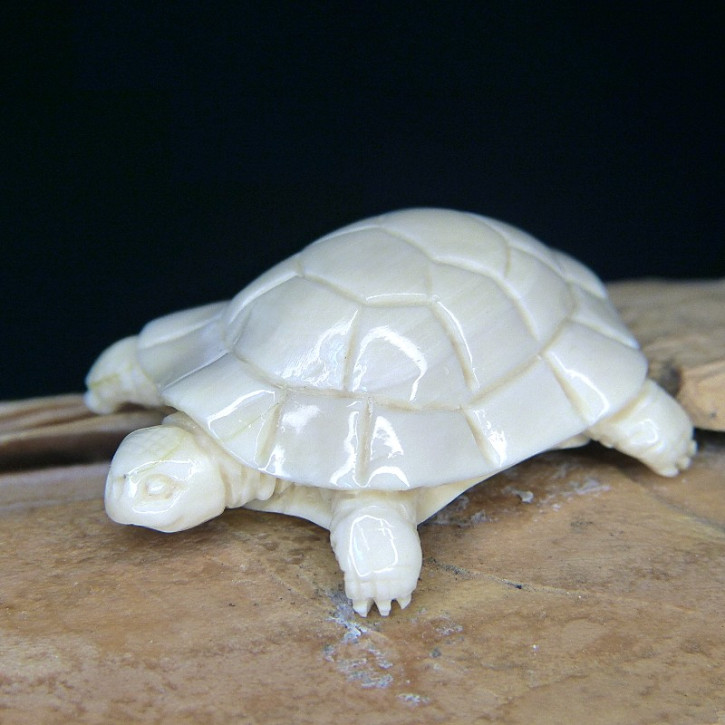 kleine Schildkröte aus Mammut