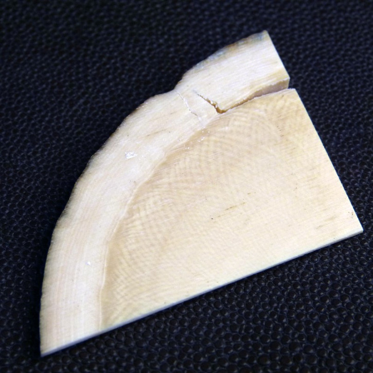 Keilscheibe aus Mammut ca. 55 x 40 x 7,3 - 1mm
