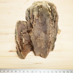 Mammut-Zahnende mit Außenrinde
