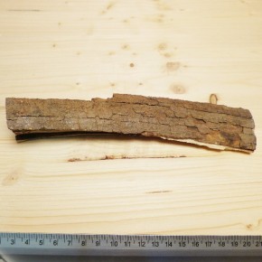 schmales Rindenstück 