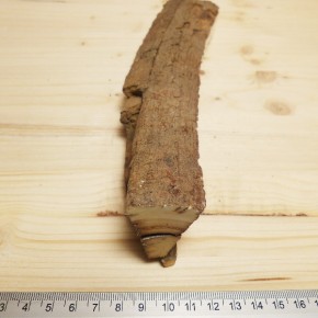 schmales Rindenstück 