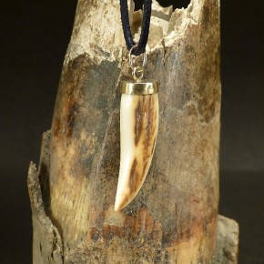 Zahnanhänger mit schöner Rinde und Goldfassung