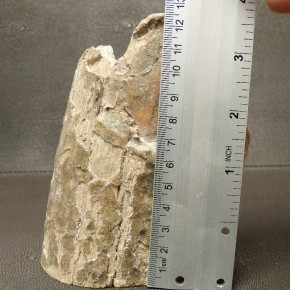 Mammut-Abschnitt mit braunen Färbungen
