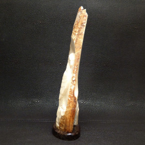 Adler-Reilief in der Mammutrinde