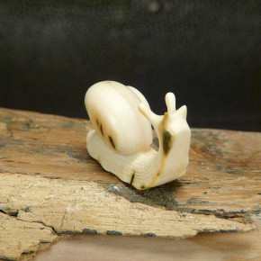 Schnecke aus Mammut mit schönen Färbungen