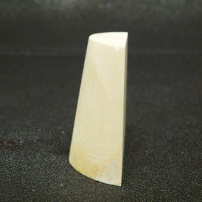 Mammut-Abschnitt ca. 53x59x22mm