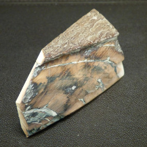 Mammut-Abschnitt ca. 91x50x25mm