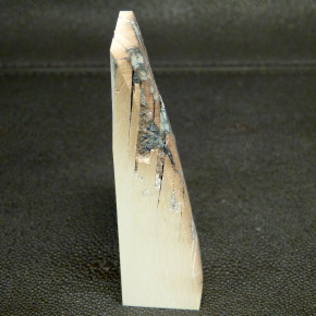 Mammut-Abschnitt ca. 91x50x25mm