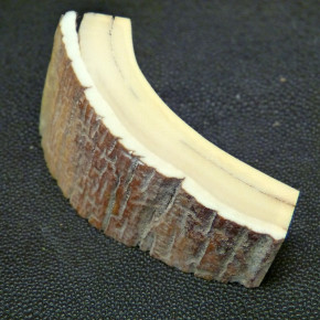 Mammut-Bogenabschnitt ca. 76x36-19x20mm