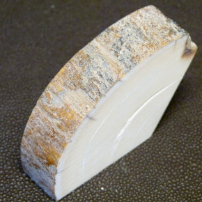 Mammut-Abschnitt mikt Rinde ca. 17,5mm dick
