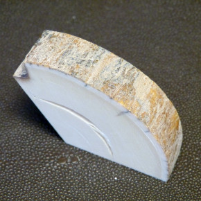 Mammut-Abschnitt mikt Rinde ca. 17,5mm dick