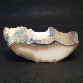 Mammut-Abschnitt mit tollen Färbungen ca. 32mm dick