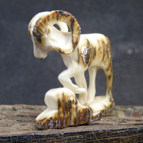 Widder mit toller Rindenfärbung