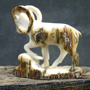 Widder mit toller Rindenfärbung