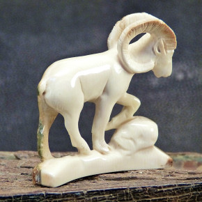 Widder mit toller Rindenfärbung