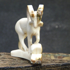 Widder mit toller Rindenfärbung