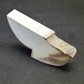 Mammut-Abschnitt ca. 78 x 46 x 13 mm