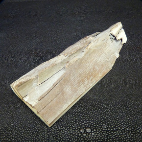 Mammut-Abschnitt ca. 136 x 50 x 20 mm