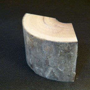 Mammut-Bogenabschnitt braun ca. 64x41x23 bis 30mm