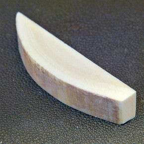 Mammut-Querschnitt ca. 69x15x12,4mm