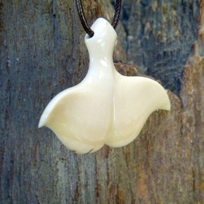 Walfluke mit Zahnschmelz