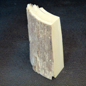 Mammut-Abschnitt ca. 81x48x16-25mm