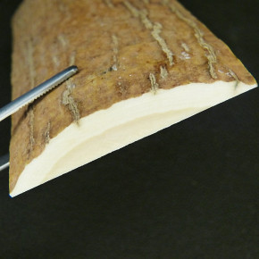 Mammut-Platte von der Rinde ca. 127x56x9bis 11mm