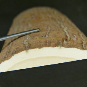 Mammut-Platte von der Rinde ca. 127x56x9bis 11mm