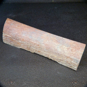 Mammut-Abschnitt ca. 147x43x12-41mm