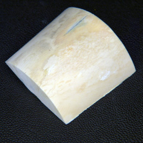 Mammut-Abschnitt ca. 57x56-64x17-23mm