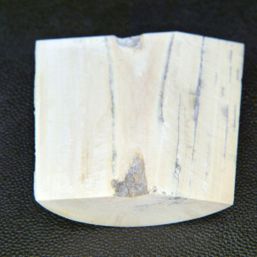 Mammut-Abschnitt ca. 57x56-64x17-23mm