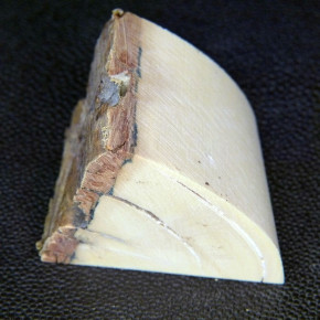 Mammut-Abschnitt ca. 37x43x35mm